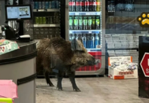 Captan a jabalí dentro de centro comercial en Alemania