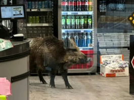 Captan a jabalí dentro de centro comercial en Alemania
