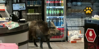 Captan a jabalí dentro de centro comercial en Alemania
