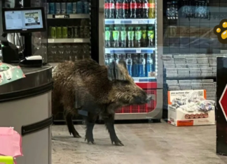 Captan a jabalí dentro de centro comercial en Alemania