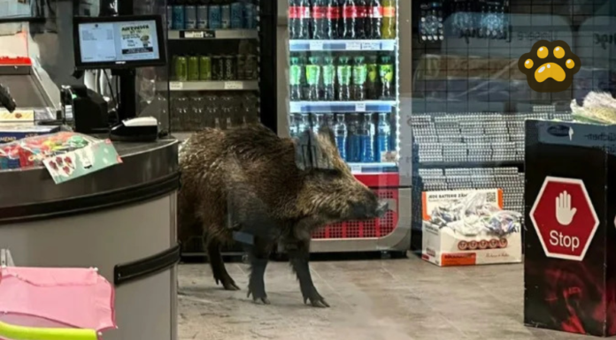 Captan a jabalí dentro de centro comercial en Alemania
