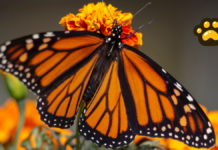 México negocia con EU y Canadá protección de la mariposa monarca