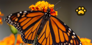 México negocia con EU y Canadá protección de la mariposa monarca