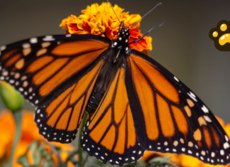 México negocia con EU y Canadá protección de la mariposa monarca