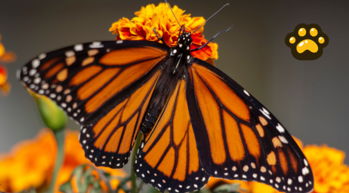 México negocia con EU y Canadá protección de la mariposa monarca