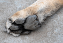 Denuncian presunto envenenamiento de perros en Texmelucan