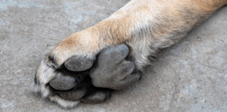 Denuncian presunto envenenamiento de perros en Texmelucan