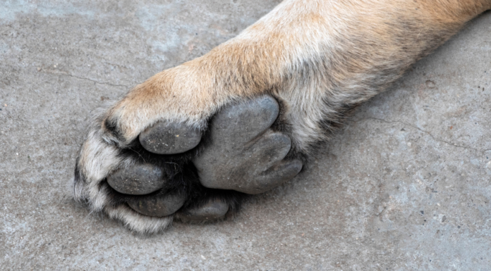 Denuncian presunto envenenamiento de perros en Texmelucan