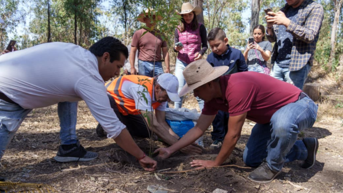 reforestación