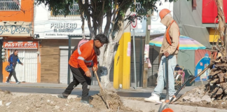 Reportan tala ilegal en la Calzada Zaragoza; autoridades investigan
