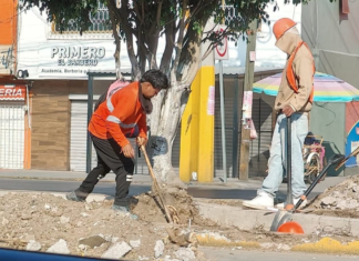 Reportan tala ilegal en la Calzada Zaragoza; autoridades investigan