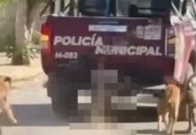Fiscalía investiga muerte de perro arrastrado por patrulla en Xochiltepec