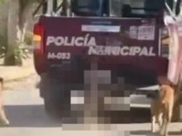 Fiscalía investiga muerte de perro arrastrado por patrulla en Xochiltepec