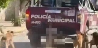 Fiscalía investiga muerte de perro arrastrado por patrulla en Xochiltepec