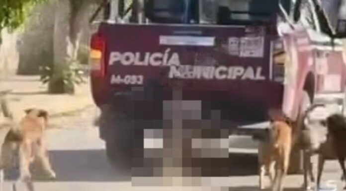Fiscalía investiga muerte de perro arrastrado por patrulla en Xochiltepec