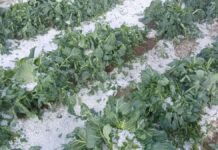 Granizada destruye cultivos en municipios poblanos