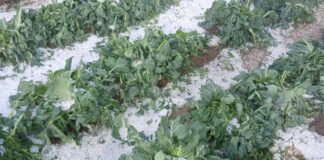 Granizada destruye cultivos en municipios poblanos