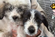 Realiza Puebla capital jornadas de bienestar animal en colonias
