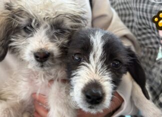 Realiza Puebla capital jornadas de bienestar animal en colonias