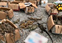 Profepa recupera 192 iguanas amontonadas en cajas; 31 no sobreviven