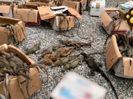 Profepa recupera 192 iguanas amontonadas en cajas; 31 no sobreviven