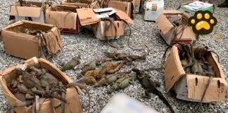 Profepa recupera 192 iguanas amontonadas en cajas; 31 no sobreviven