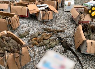 Profepa recupera 192 iguanas amontonadas en cajas; 31 no sobreviven