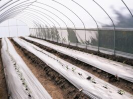 Lupita Cuautle entrega 50 invernaderos a productores en San Andrés Cholula