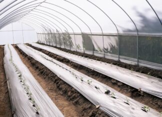 Lupita Cuautle entrega 50 invernaderos a productores en San Andrés Cholula