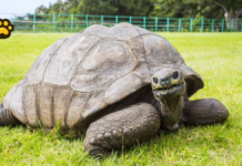 Desmienten muerte de Jonathan, la tortuga más longeva del planeta