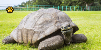 Desmienten muerte de Jonathan, la tortuga más longeva del planeta