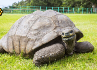 Desmienten muerte de Jonathan, la tortuga más longeva del planeta