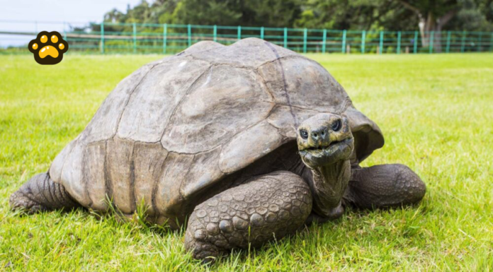 Desmienten muerte de Jonathan, la tortuga más longeva del planeta