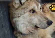 Tras 50 años, reintroducen a familia de lobos mexicanos a Durango