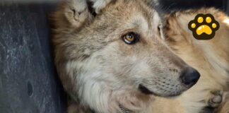 Tras 50 años, reintroducen a familia de lobos mexicanos a Durango