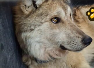 Tras 50 años, reintroducen a familia de lobos mexicanos a Durango