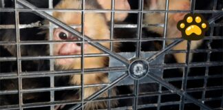 Aseguran 10 monos capuchinos trasladados ilegalmente en Tabasco