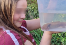 Niña encuentra ajolote mexicano bajo puente en Reino Unido