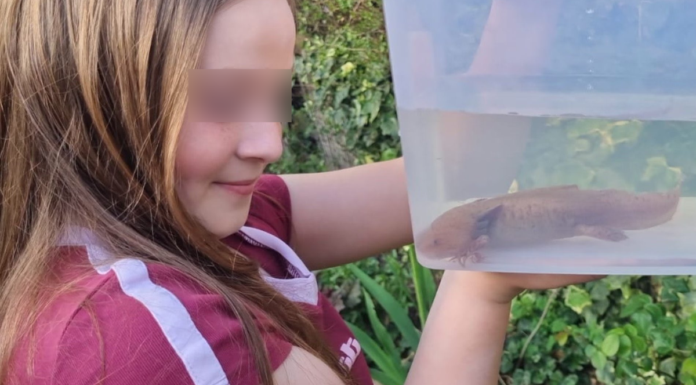 Niña encuentra ajolote mexicano bajo puente en Reino Unido