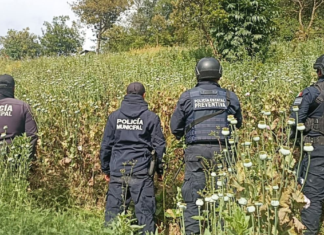 Aseguran plantío de amapola en Zoquitlán tras denuncia anónima