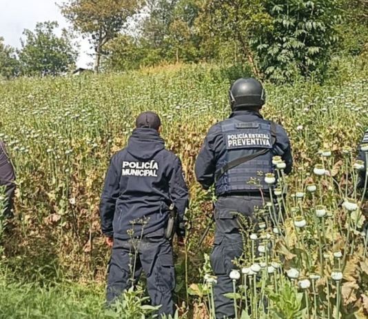 Aseguran plantío de amapola en Zoquitlán tras denuncia anónima