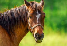 Urgen aplicar prohibición de caballos para basura en Texmelucan