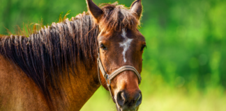 Urgen aplicar prohibición de caballos para basura en Texmelucan