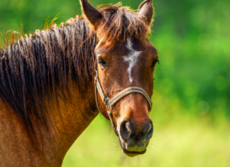 Urgen aplicar prohibición de caballos para basura en Texmelucan