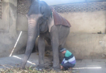 PETA India pide prohibir paseos en elefante tras polémica muerte