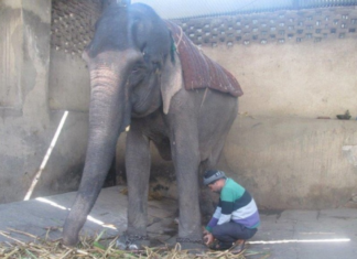 PETA India pide prohibir paseos en elefante tras polémica muerte