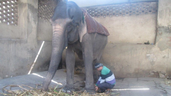 elefante