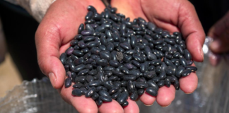 Gobierno de Puebla arranca entrega de frijol para apoyo alimentario