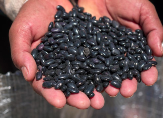 Gobierno de Puebla arranca entrega de frijol para apoyo alimentario