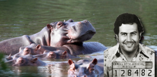 Colombia autoriza la eutanasia de al menos 80 “narcohipopótamos”